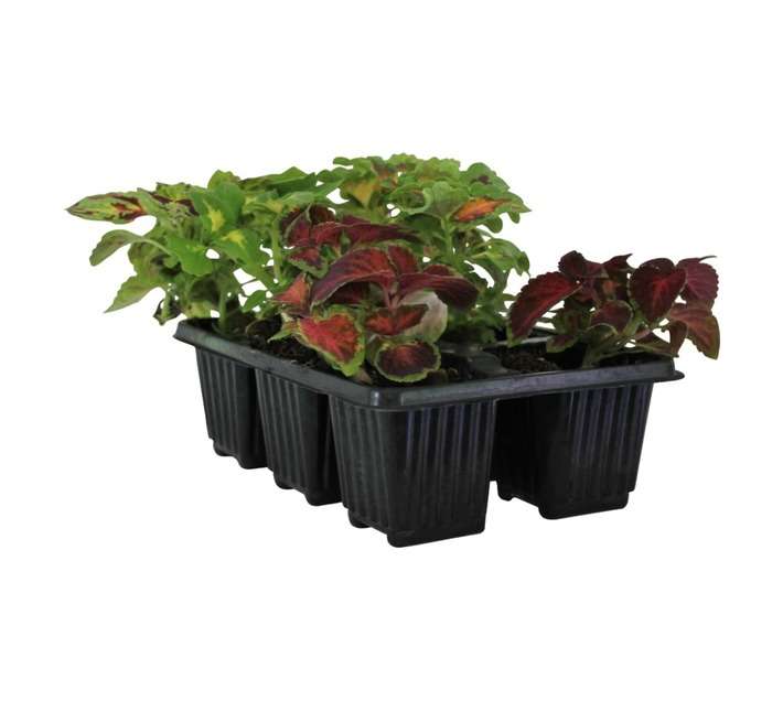 Flora Select 6 x Seedling Coleus - Assorted (185 x 140 x 240mm)