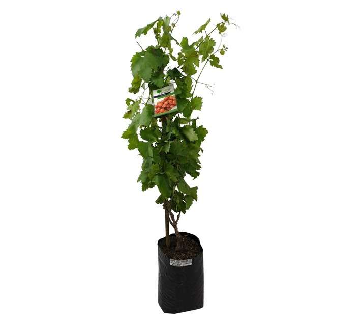 Giving Trees Ralli Seedless Grape Fruit Tree (10L)