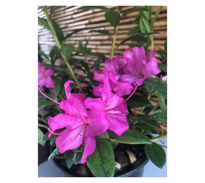 Colorweis Azalea Encore Pot (170mm)