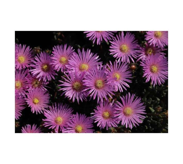 Malanseuns Vygie Candy Floss Potted Plant (120mm)