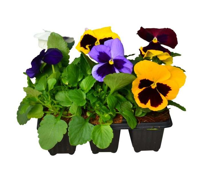 AJ Titterton Seedlings - Assorted