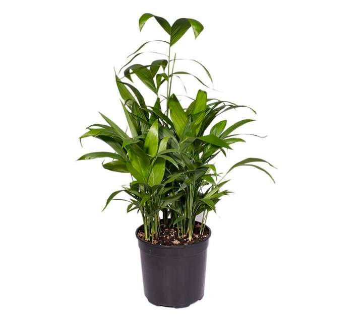 Plantimex PELA18M Chrysalidocarpus Pot (230mm)