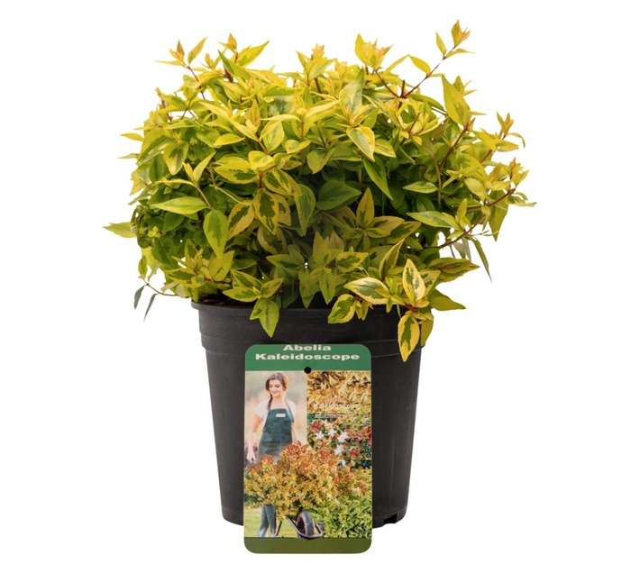 Colorweis Abelia Grandiflora Pot (170mm)