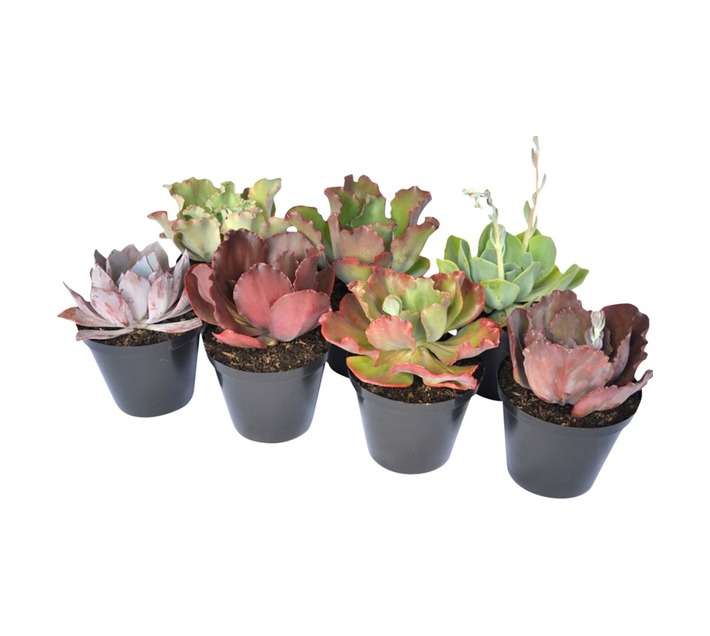 SB Echeveria Potted Plant (180mm)