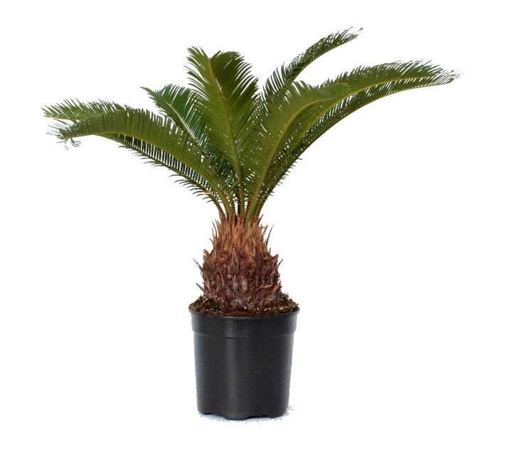 Colorweis Cycas Revoluta Pot (170mm)