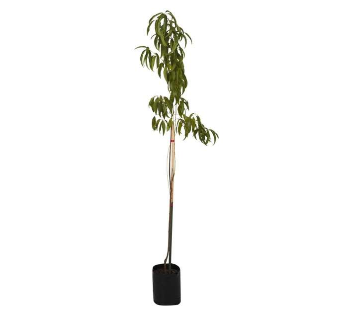 Giving Trees Summer Sun Peach Fruit Tree (10L)