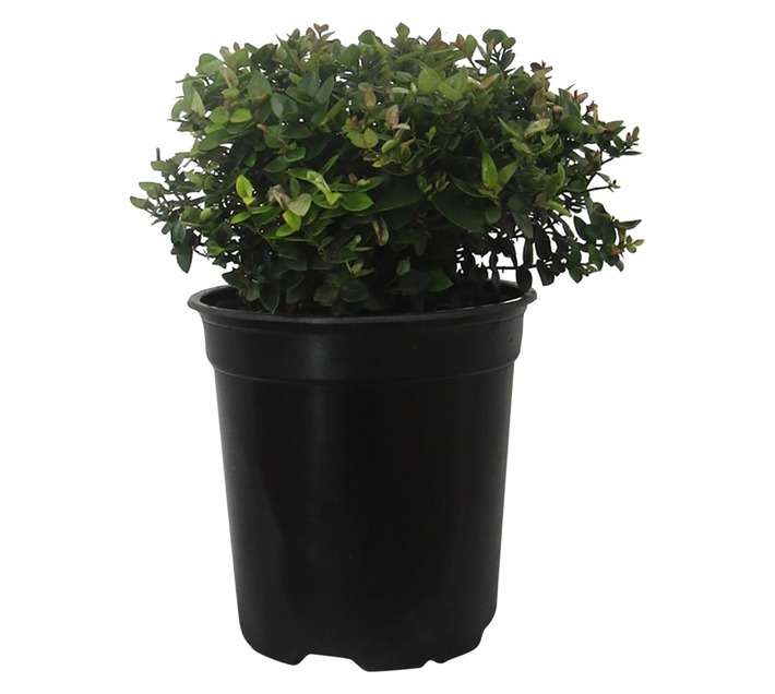 Carissa Bispinosa Storm (20cm Pot)