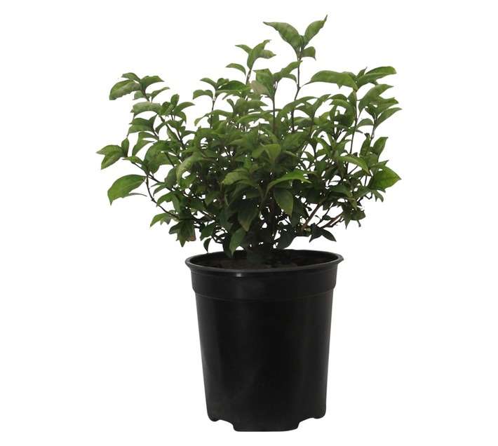 Mackaya Bella (20cm Pot)