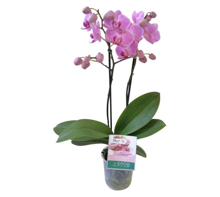 Plantimex PELA18M Phalaenopsis Midi Pot (90mm)