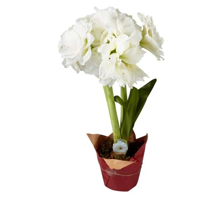 Plantimex Amaryllis Pot - Black (165 x 180 x 150mm)