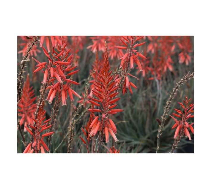 Aloe Peri Peri Var Pot (190mm)