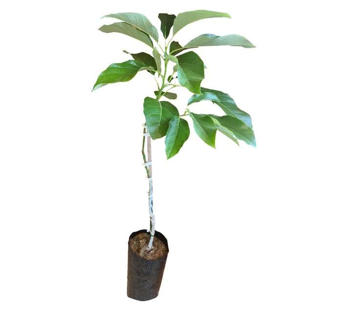 Colorweis Avocado Bag (6L)