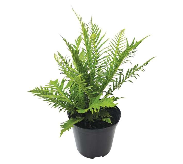 Tuberflora Blechnum Potted Plant (150mm)