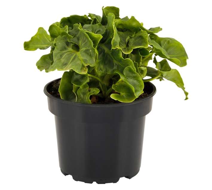 San Michell Philodendron Atom Plant (140mm)