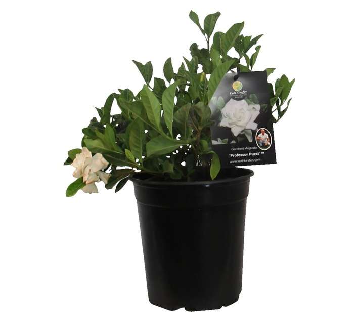 Gardenia Professor Pucci PBR (20cm Pot)