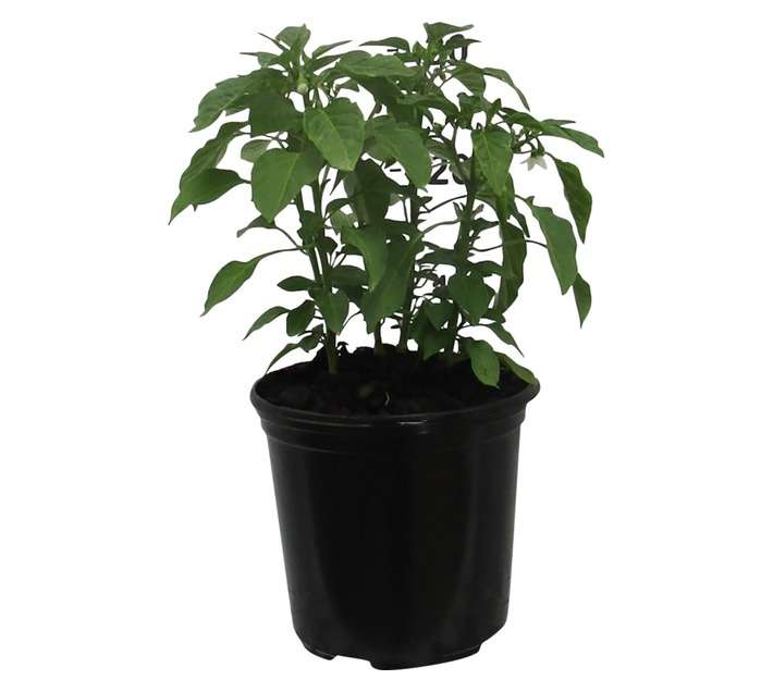 Capsicum Annuum Pot Pepper Fajita (15cm Pot)
