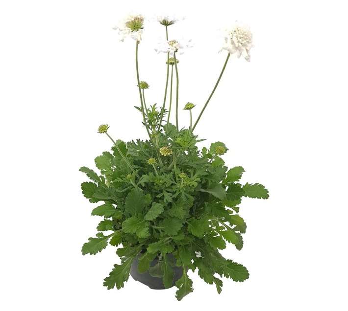 Tuberflora Scabiosa Columbaria Plant (170mm)