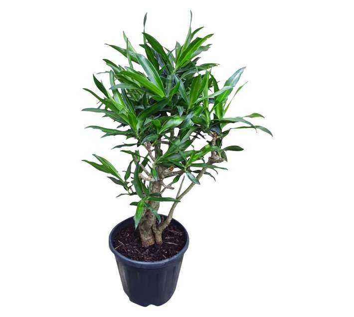 Pleomele Song Of Jamaica Potted Plant - Yelow/Green (250mm)