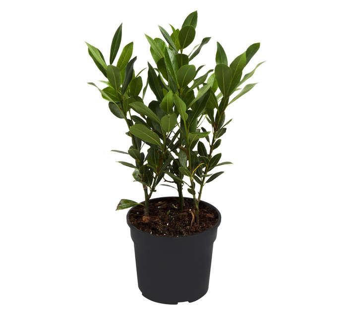 Bay Leaf Laurus Nobiilis Pot (300 x 160 x 200mm)