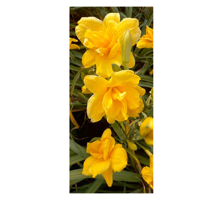 Kraaibosch Assorted Hemerocallis (4L Bag)