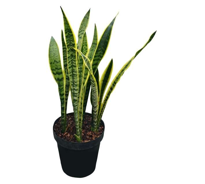 Airely Farms Sanseviera Potted Plant - Assorted (300mm)