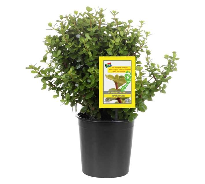 Portulacaria Afra (20cm Pot)
