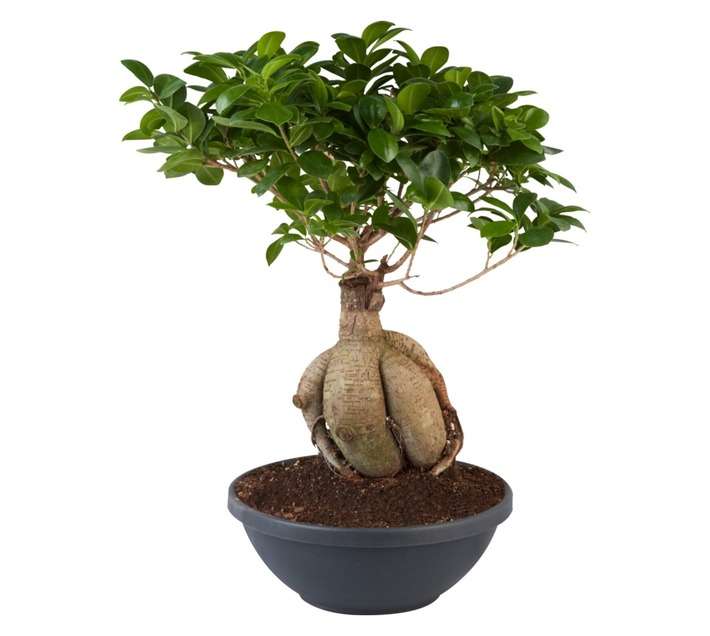 Plantimex FIGI1KGSB Ginseng Ficus Bonsai Potted Plant (250mm)