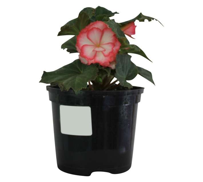 Andy Titterton Begonia Non Stop Potted Plant (150mm)