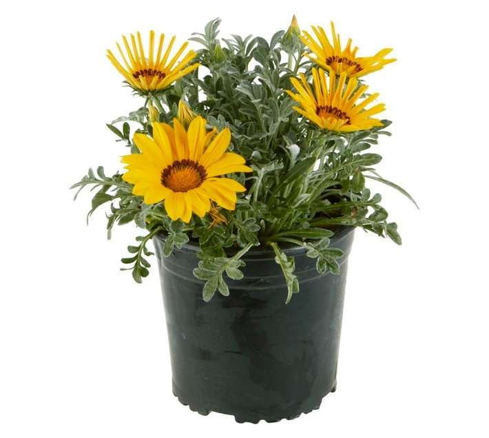 Colorweis Gazania Pot (170mm)