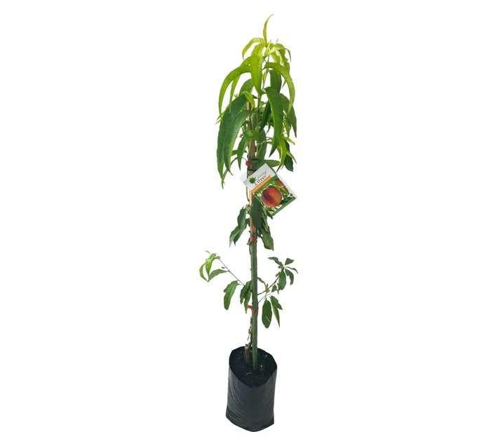 Giving Trees Peach Elberta Fruit Tree (10L)