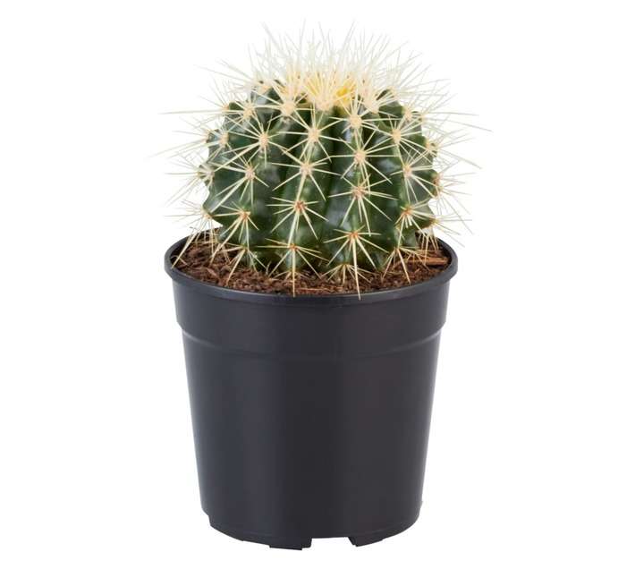 Plantimex Echinocactus Grusonii Cactus Potted Plant (120mm)