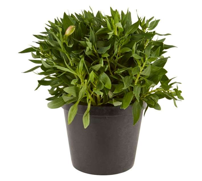 Alstromeria Pot - Assorted (250mm)