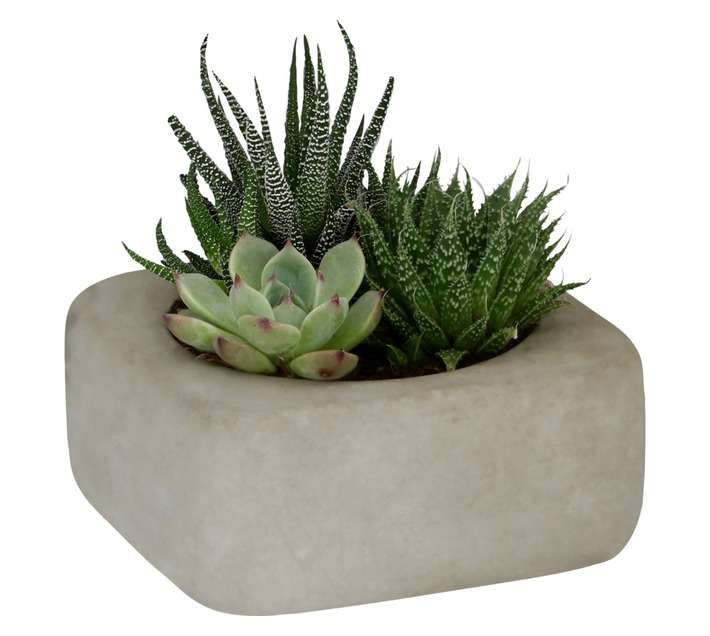 Succulent Potted Plant (130 x 130mm)