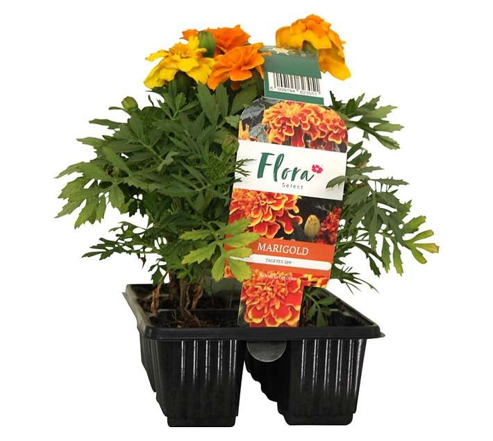 Flora Select 6 x Seedling Marigold - Assorted (185 x 140 x 240mm)