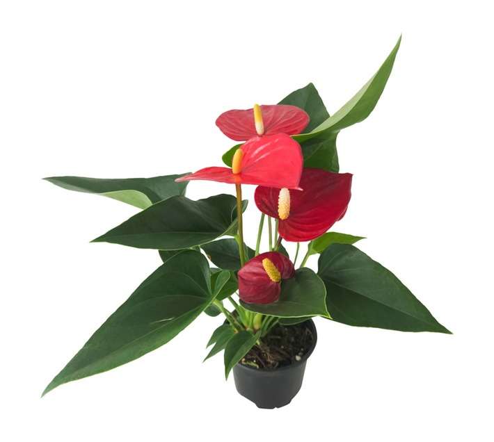 LVG Anthurium Potted Plant - Red (90mm)