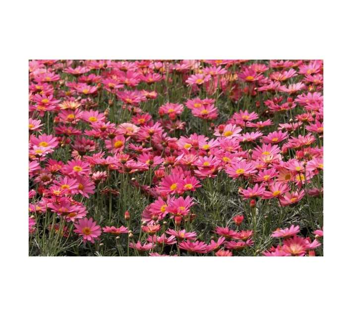 Malanseuns Argyranthemum Go Daisy Simply Coral Potted Plant (190mm)