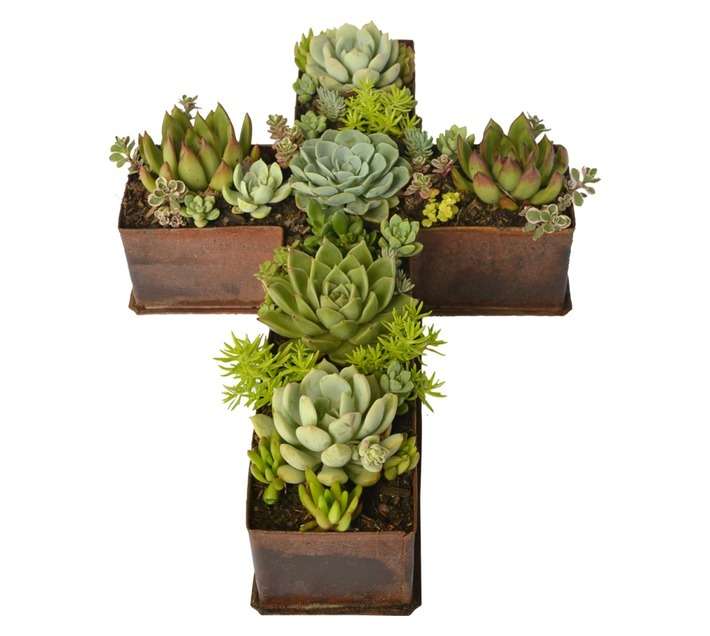 Swashbuckle Cross Succulent Mix in Tin