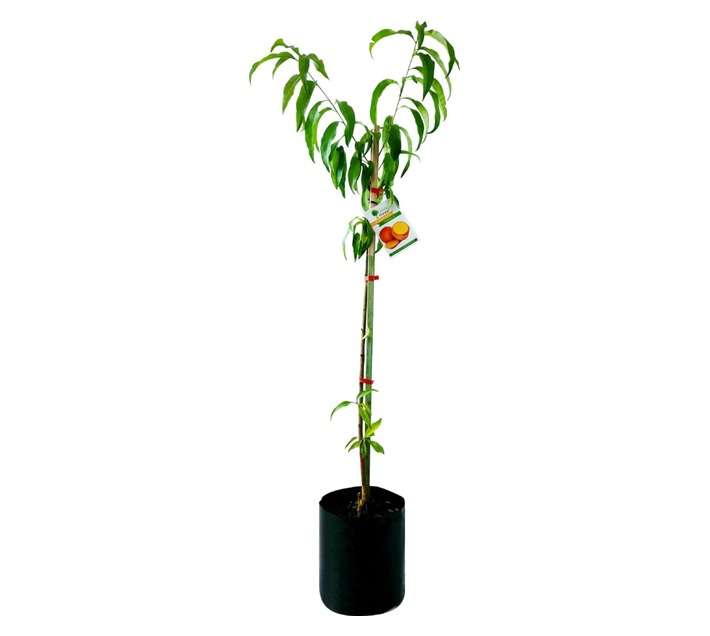 Giving Trees Transvalia Peach Fruit Tree (10L)