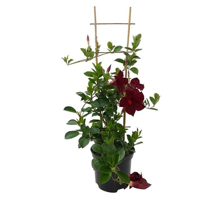 Tuberflora Dipladenia Trellis Plant (170mm)