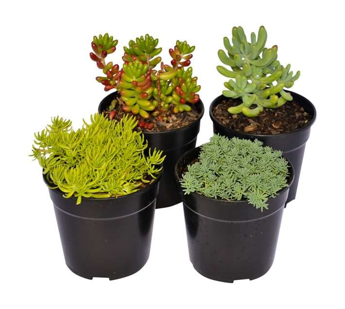 SB Sedum Potted Plant (120mm)