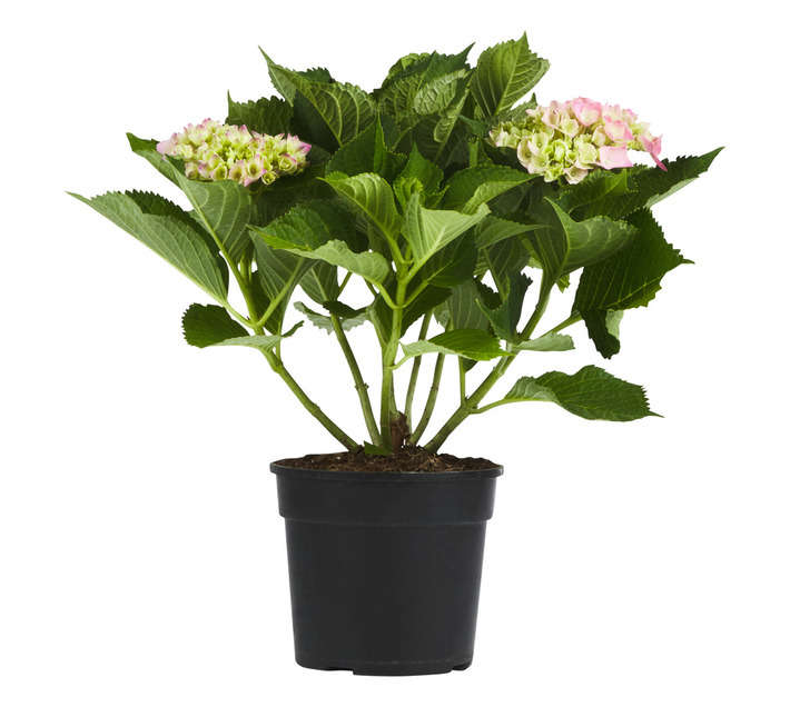 HYDRANGEA ASS 15CM POT