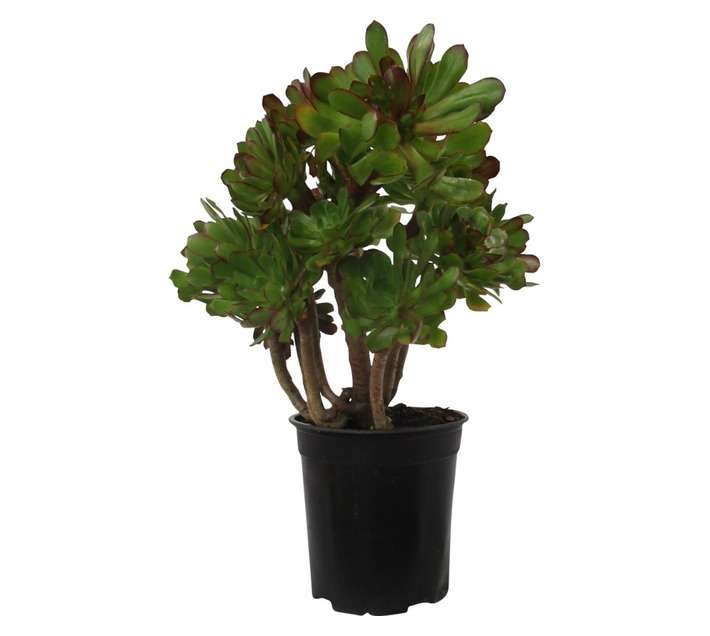 Aeonium Arboreum Atropurpureum (20cm Pot)