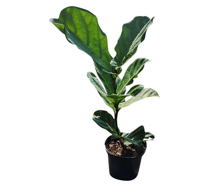 Airely Farms Ficus Lyrata Potted Plant (200mm)