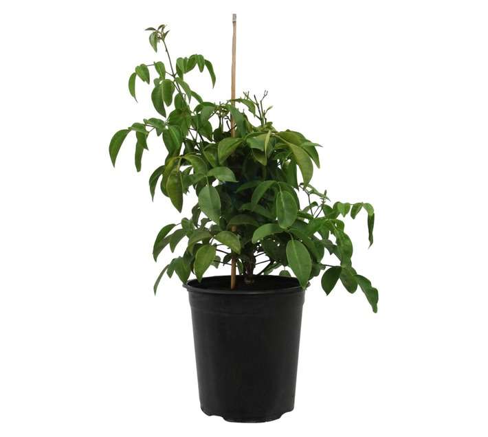Pandorea Jasminoides (20cm Pot)