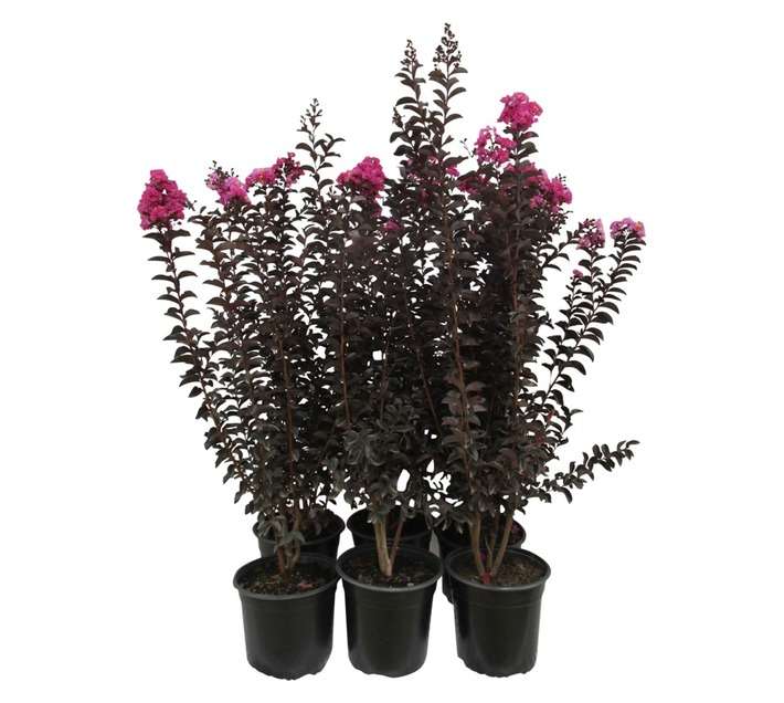 Lagerstroemia Black Diamond Purely Purple (23cm Pot)