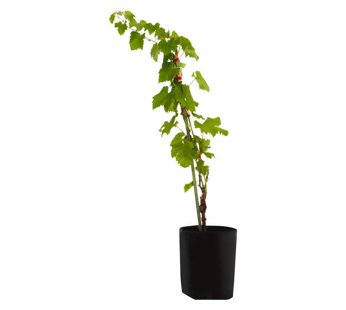 Giving Trees Hanepoot Grape Fruit Tree (10L)