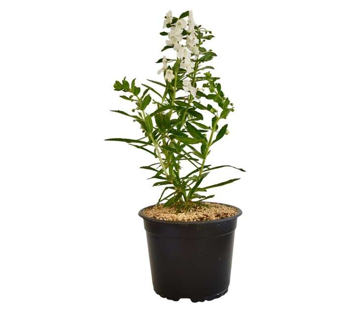 Assorted Angelonia Pot (15cm)