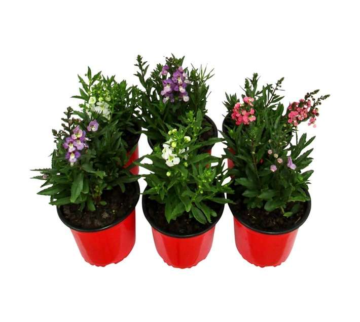 Angelonia Assorted (15cm Pot)