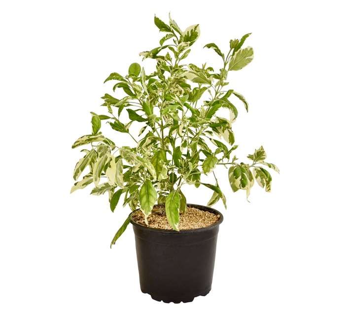 Colorweis Duranta Mine Pot (170mm)