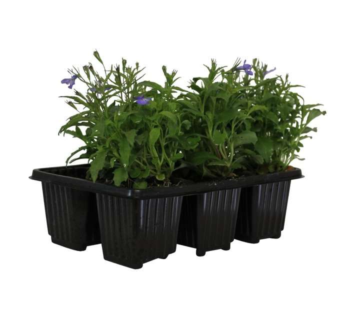 Flora Select 6 x Seedling Lobelia - Assorted (185 x 140 x 240mm)